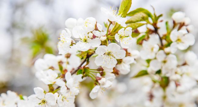 Blooming tree in the garden. Selective focus nature.