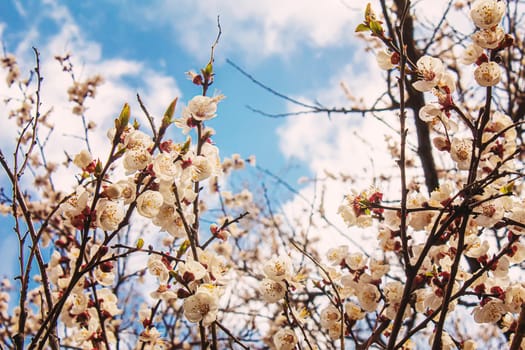 Blooming tree in spring. Fresh pink flowers on branch of fruit tree. Selective focus.nature