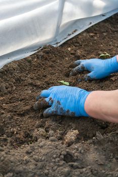 Young fresh cucumber seedling stands in plastic pots. cultivation of cucumbers in greenhouse.