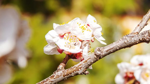Blooming tree in spring. Fresh pink flowers on branch of fruit tree. Selective focus.nature