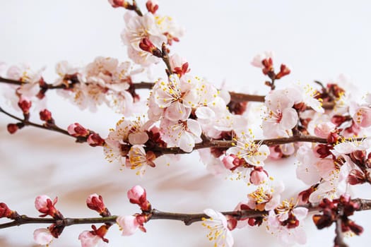 Branch with flowers on white background. Selective focus.nature