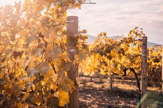 Beautiful clusters of ripening grapes in the sun. Grape plantation in the sunset light. Beautiful vine with grapes. Wine Making concept. Grape business.