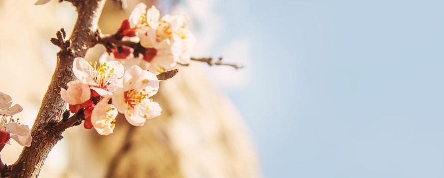 Blooming tree in spring. Fresh pink flowers on branch of fruit tree. Selective focus.nature