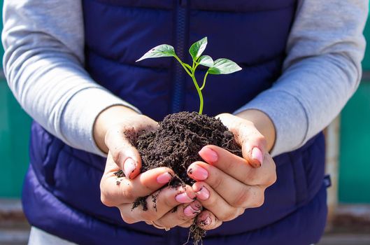 a girl holds pepper seedlings in her hands, against the backdrop of a garden, farm, greenhouse. selective focus