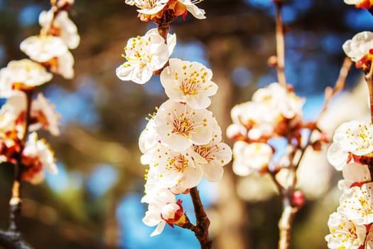 Blooming tree in spring. Fresh pink flowers on branch of fruit tree. Selective focus.nature