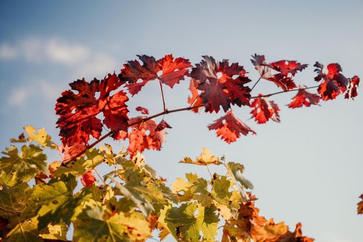 Beautiful clusters of ripening grapes in the sun. Grape plantation in the sunset light. Beautiful vine with grapes. Wine Making concept. Grape business.