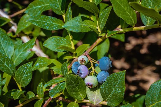 Wild blueberries on the green bush