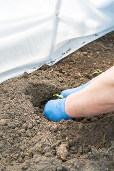 Young fresh cucumber seedling stands in plastic pots. cultivation of cucumbers in greenhouse.