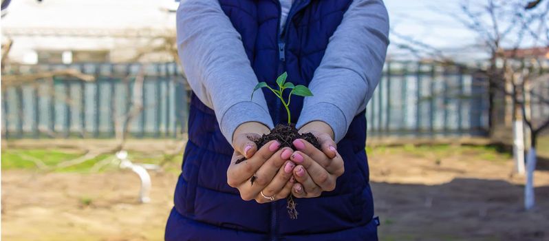 a girl holds pepper seedlings in her hands, against the backdrop of a garden, farm, greenhouse. selective focus