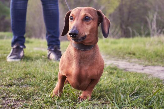 Red mini dachshund walking