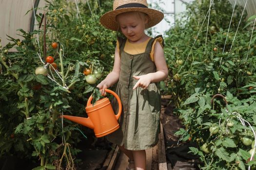 A little girl in a straw hat is picking tomatoes in a greenhouse. Harvest concept. Watering plants with water, caring for tomatoes.