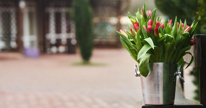 Bouquet of tulips in an iron bucket. Holiday. Gift. Natural flowers.