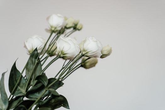 White roses on a white background. Flower buds close up. High-quality photo