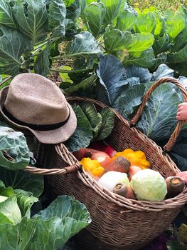 The child is a little farmer. Farm assistant.