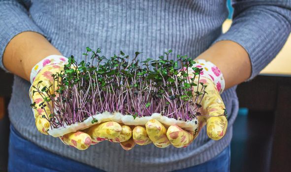 Microgreen sprouts in hands. Nature. Selective focus.