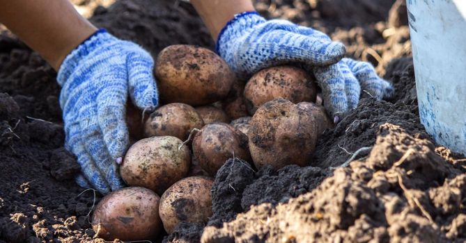 Organic vegetables. Farmers hands with freshly picked vegetables. Fresh bio potatoes. selective focus