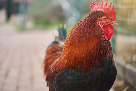 Beautiful rooster on the farm. Close-up portrait. High quality photo