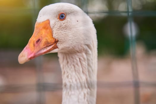 White adult goose close-up. Home farm. High quality photo