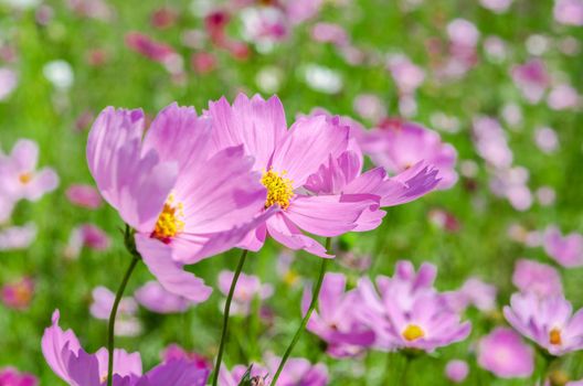 The Cosmos flower face to sunrise in field