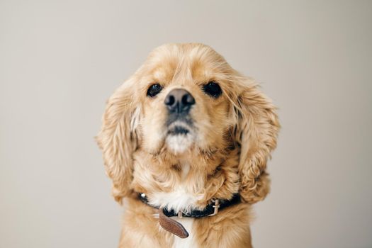 Fawn adult American Cocker Spaniel. Close-up. High-quality photo