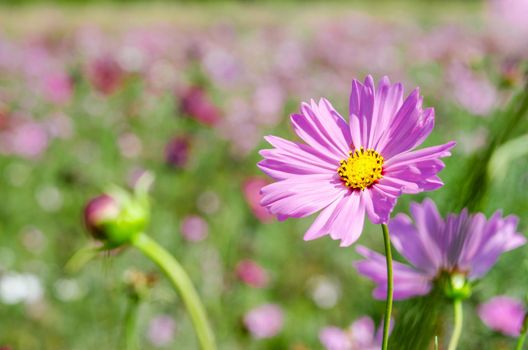 The Cosmos flower face to sunrise in field