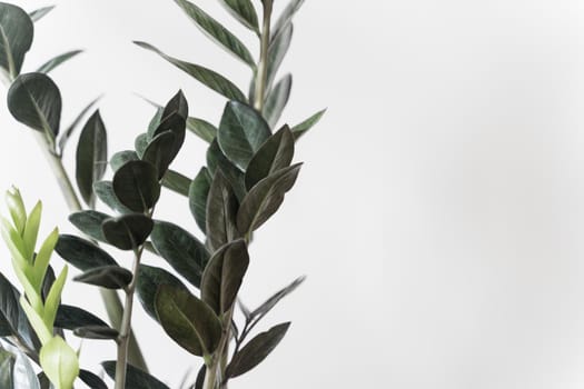 Plant Dollar tree in white pot on white background. High-quality photo