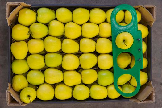 yellow apples packed in cardboard boxes close-up