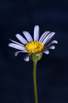 Blue flower close up blossom felicia amelloides family compositae modern botanical background high quality big size print home decoration