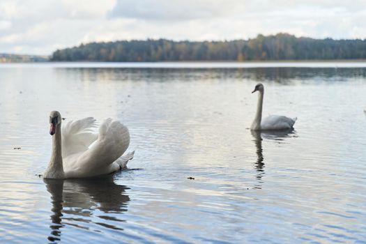 White swans swim in the lake. Kaliningrad region. High-quality photo