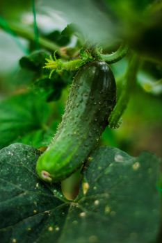 fresh and organic cucumber is growing in greenhouse. High quality photo