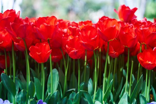 Red beautiful tulips field in spring time with sun rays. High quality photo