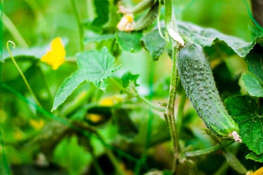 fresh and organic cucumber is growing in greenhouse. High quality photo