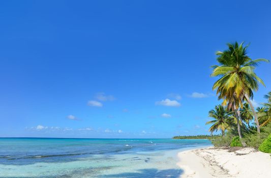 Paradise beach with palm trees on white sand