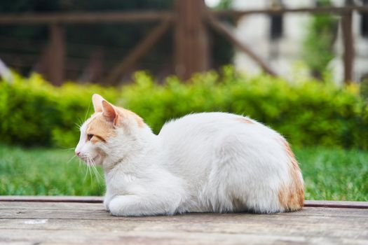 Red cute street cat sitting on a bench. High quality photo