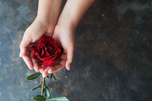 Red rose bud in female hands on a dark background. High-quality photo