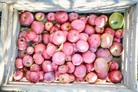 autumn harvest of red organic apples. High quality photo