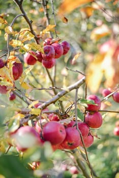 autumn harvest of red organic apples. High quality photo