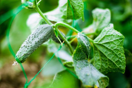 fresh and organic cucumber is growing in greenhouse. High quality photo