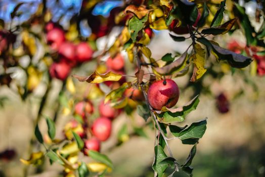 autumn harvest of red organic apples. High quality photo