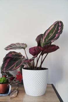 Calathea plant in a white pot on a shelf. High quality photo