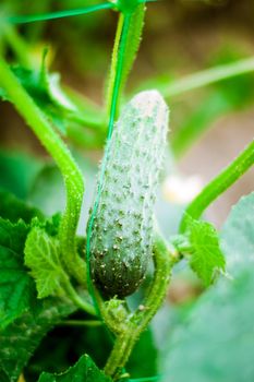 fresh and organic cucumber is growing in greenhouse. High quality photo