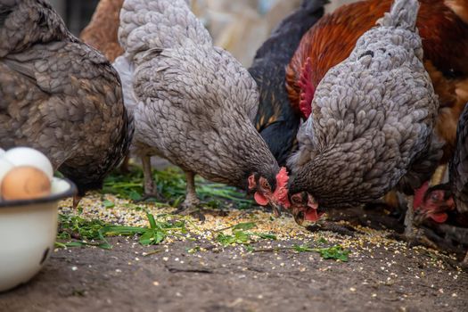 geese and chicken on the farm, eggs in a bowl.