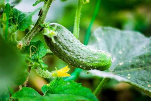 fresh and organic cucumber is growing in greenhouse. High quality photo