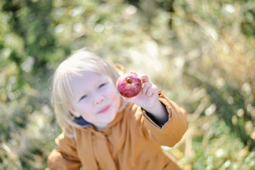 autumn harvest of red organic apples. High quality photo