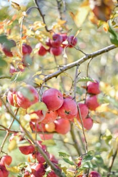 autumn harvest of red organic apples. High quality photo