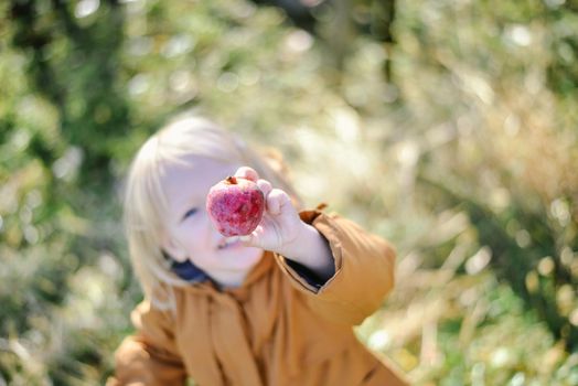 autumn harvest of red organic apples. High quality photo