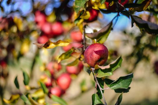 autumn harvest of red organic apples. High quality photo