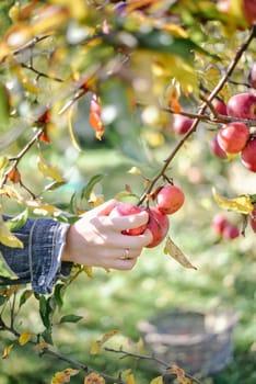 autumn harvest of red organic apples. High quality photo