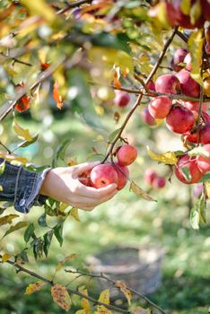 autumn harvest of red organic apples. High quality photo