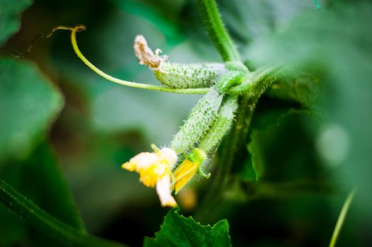 fresh and organic cucumber is growing in greenhouse. High quality photo